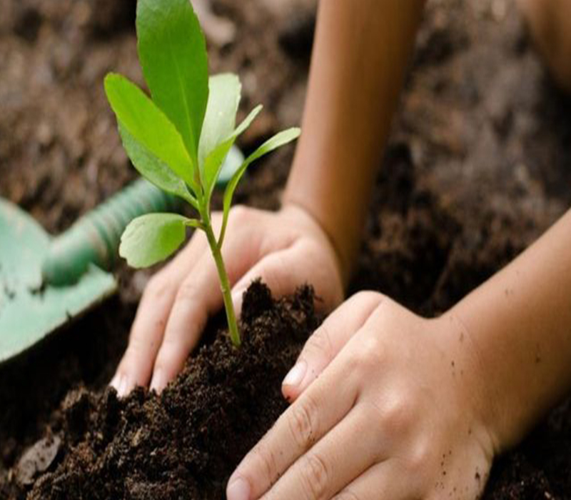 Tree Plantation